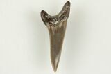 Fossil Shark (Cretodus) Tooth - Carlile Shale, Kansas #203286-1